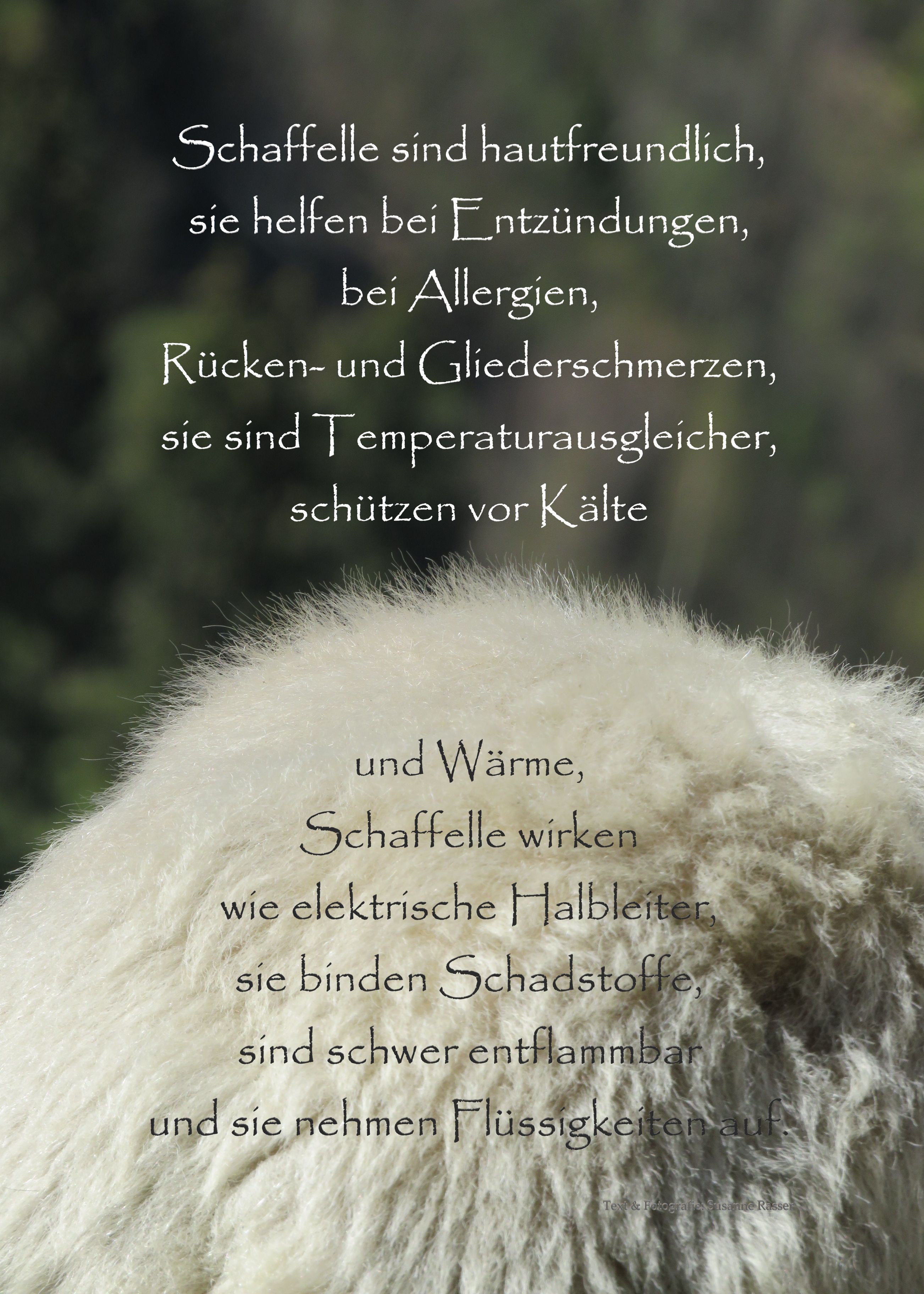 Schaf Ausstellung